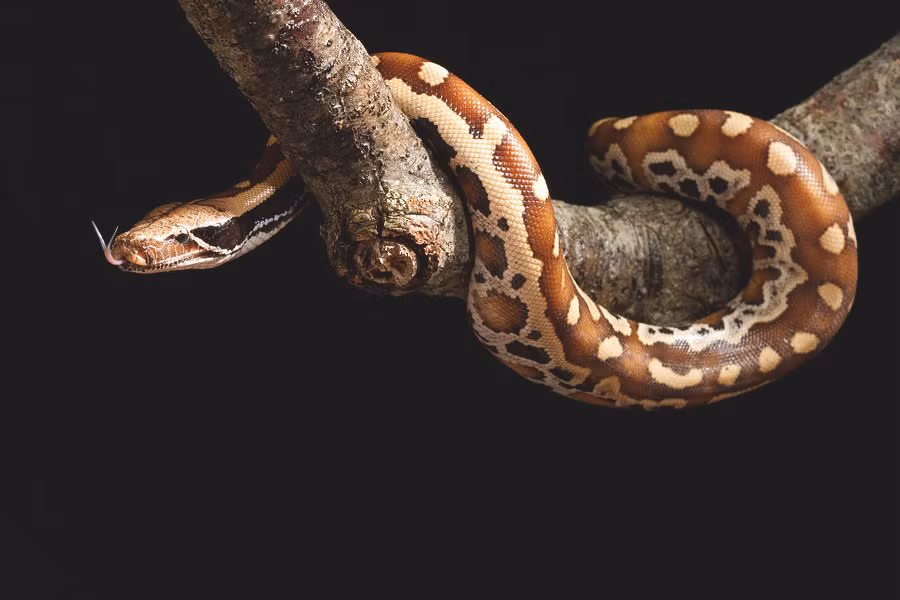 Ở Việt Nam, trăn cộc Python brongersmai hiện nay được nuôi cảnh nhiều ở thành phố Hồ Chí Minh. Ảnh: fineartamerica.