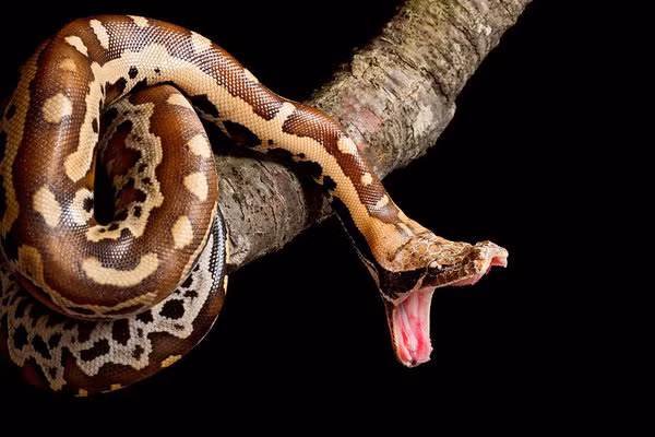 Trăn cộc Python brongersmai là loài rắn cỡ lớn, chiều dài cơ thể dài đến 2m, sống ở rừng rậm ở các khu vực gần bờ nước, đầm lầy nơi có nhiều thức ăn. Ảnh: fineartamerica.