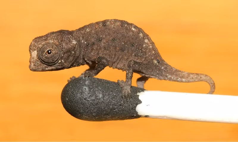  Tắc kè Brookesia có tên khoa học là Brookesia micra. Đây là loài bò sát thuộc bộ Bò sát có vảy, lần đầu được tìm thấy trên một hòn đảo nhỏ ở Madagascar. Ảnh: wikipedia.