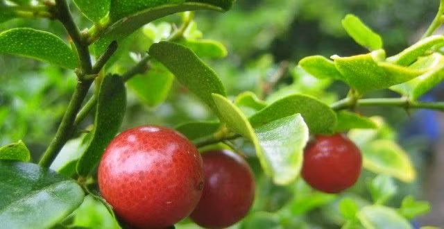 Cây kim quýt có tên khoa học là Triphasia trifolata, có xuất xứ từ vùng nhiệt đới. Ảnh: dongtrunghathaoaloha.