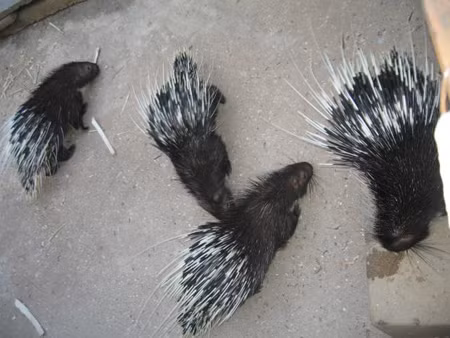 Nhím bờm có thịt hơi giống thịt lợn rừng, nhiều nạc, ít mỡ, thịt có giá trị dinh dưỡng cao. Ảnh: thegioinhim.