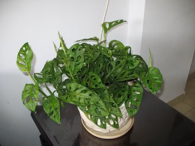 Trầu bà lỗ ưa thích khí hậu nóng ẩm, thích bóng râm, kỵ nắng gắt và khô hạn, ít phải chăm sóc. Ảnh: blogcaycanh.