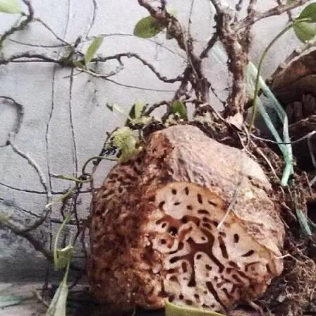 Cây bí kỳ nam còn có tên gọi khác là cây tổ kiến. Lý do là vì bên trong thân có chứa rất nhiều các lỗ nhỏ cho kiến sống bên trong đó. Ảnh: trungtamduoclieu.