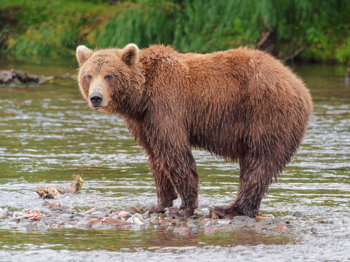 Gấu nâu Viễn Đông có tên khoa học là Ursus arctos beringianus. Đây là loài gấu có kích thước rất lớn, lớn nhất ở Liên lục địa Á Âu. Ảnh: wikimedia.