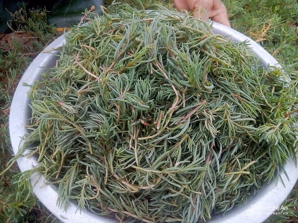  Rau nhót là loại rau rất quen thuộc với người dân ven biển Quỳnh Lưu (Nghệ An). Từ một món ăn dân dã thường xuất hiện trên mâm cơm của người dân, giờ đây rau nhót đã trở thành đặc sản được yêu thích đối với người dân thành thị. Ảnh: baonghean.