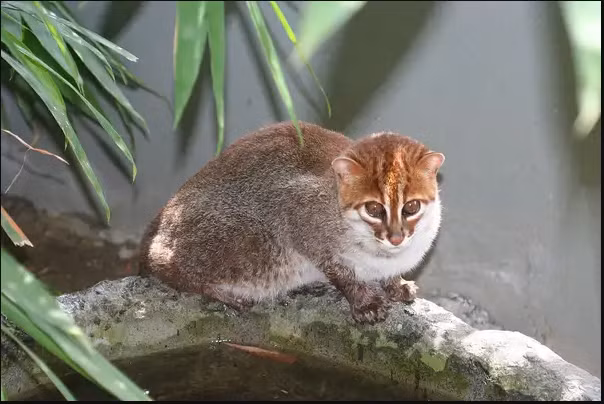 Mèo đầu phẳng có tên khoa học là Prionailurus planiceps. Loài mèo rừng quý hiếm này phân bố ở bán đảo Mã Lai-Thái, Borneo và Sumatra. Ảnh: lostbird.