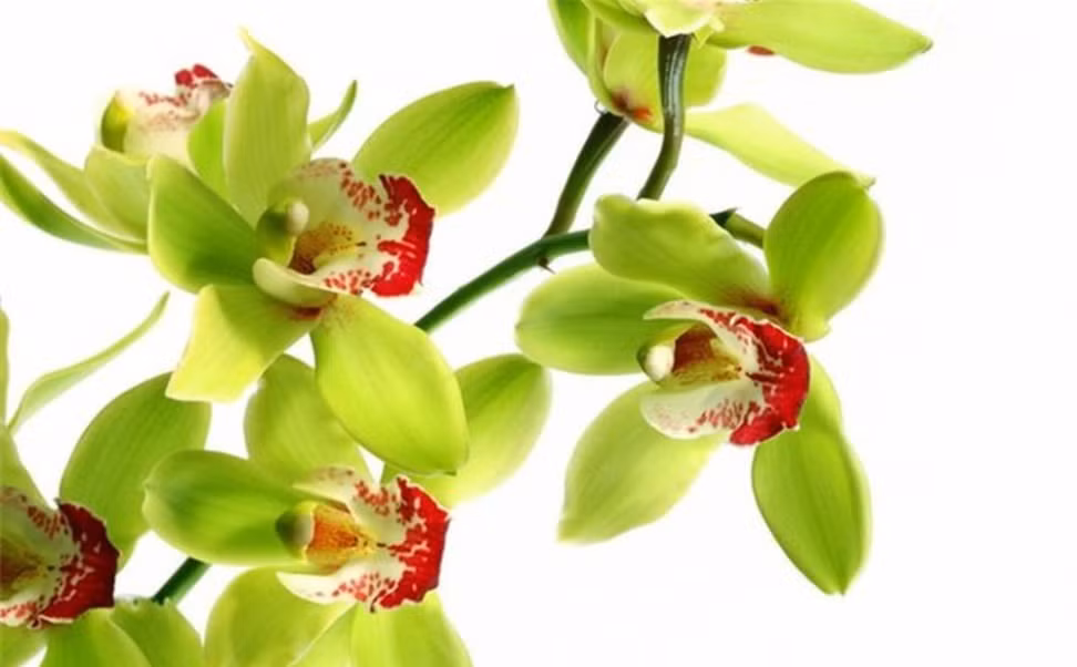 Chỉ những cây phong lan đẹp nhất mới được đưa ra thị trường để bán. Ảnh: blogspot.