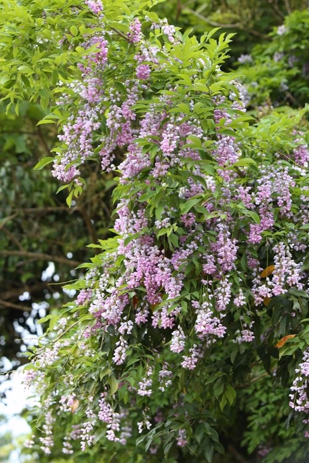 Hạt cây thàn mát thường được người dân dùng để bắt cá bằng cách tán nhỏ rồi trộn với tro bếp, rắc vào dòng nước suối đã ngăn lại. Ảnh: vingarden.