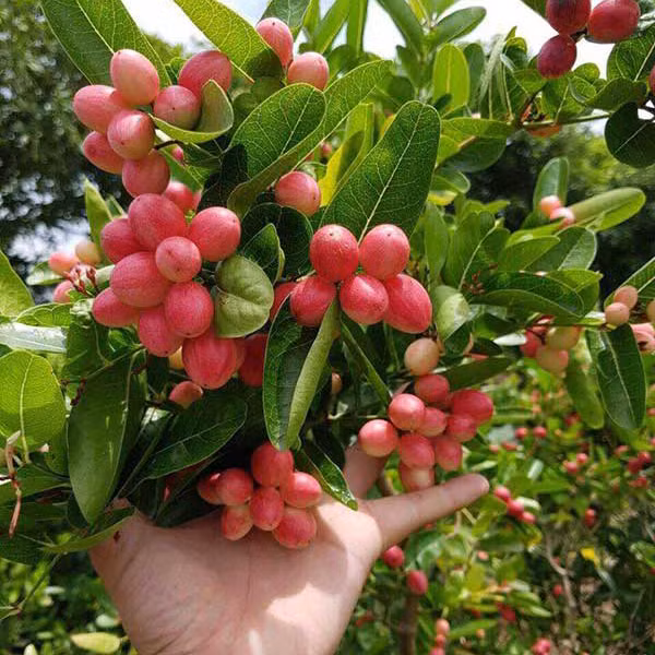 Cây si rô thân nhỏ, có thể leo như hoa giấy, hoa màu trắng mọc thành chùm. Quả lúc còn non có màu xanh và vị chua, khi chín chuyển màu hồng, đỏ rồi sang màu chín đen. Ảnh: thichtrongcay.