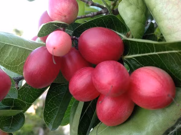 Mủ của cây si rô hơi độc. Vì vậy, bạn nên bứt cuống quả chờ cho chảy bớt mủ rồi hãy ăn. Ảnh: hoadepviet.