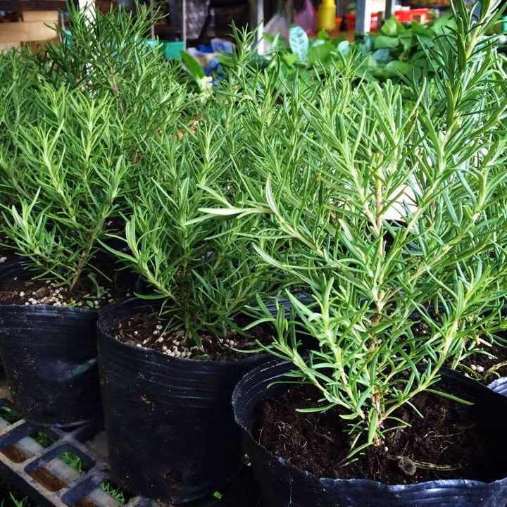  Cây hương thảo có tên khoa học Rosmarinus officinalis. Đây là một loài cây nhỏ cao từ 1 - 2m, phân nhánh và mọc thành bụi. Lá nhỏ, hình dải, hoa màu lam nhạt. Ảnh xanhdecor.