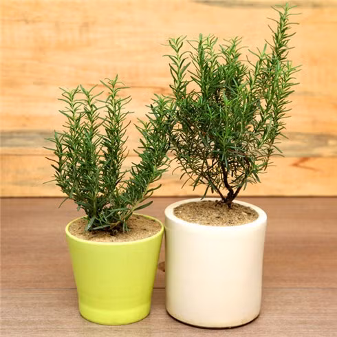 Cây hương thảo thường được trồng bằng cách giâm cành hay gieo hạt. Tại Việt Nam, cây hương thảo được trồng nhiều ở một số tỉnh miền Trung và miền Nam. Ảnh cayvahoa.