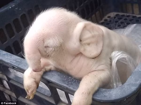 Năm 2016, một chú lợn con sinh ra với chiếc vòi dài và đôi tai to bản như tai voi gây xôn xao ở vùng Pramaoy miền Tây Campuchia, con vật này có vẻ rất gầy, yếu, không thể mở mắt và đi lại bình thường như những con lợn khác. 