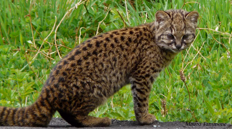 Mèo đốm Kodkod có tên khoa học là Leopardus guigna. Giống mèo này sinh sống trung bộ và nam bộ Chile và một khu vực liền kề nhỏ ở Argentina. Ảnh: wikimedia.