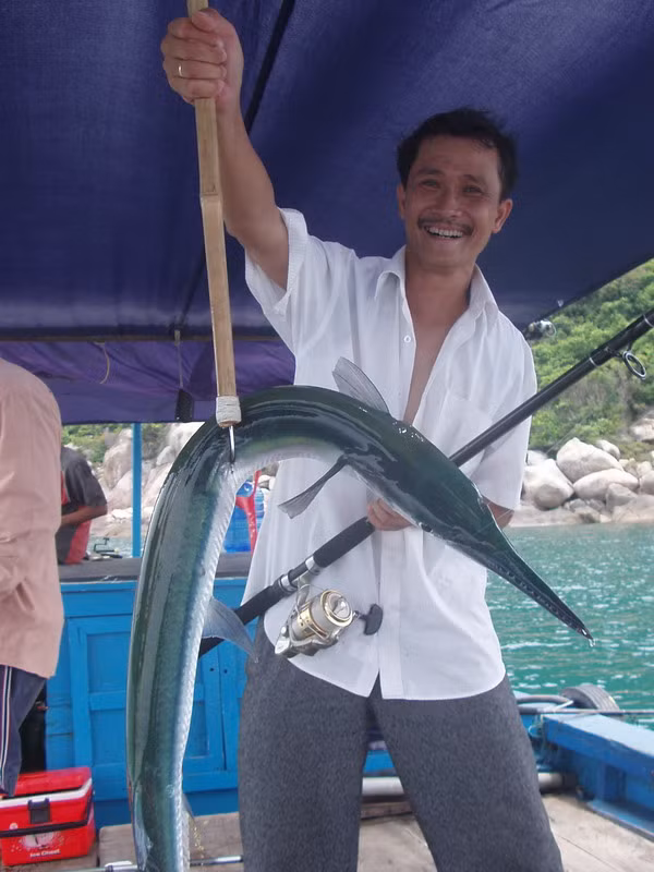Cá nhói có hình dáng hơi giống cá nhồng và cá kìm nhưng khác ở chỗ chúng lưng xanh bụng trắng còn cá nhồng thì màu vàng trắng. Ảnh: clbcaucadanang.