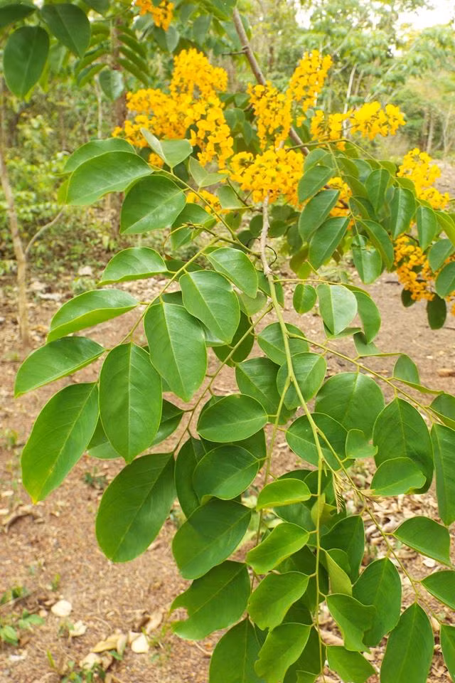  Cây giáng hương có tên khoa học là Pterocarpus macrocarpus Kurz. Cây có thể cao tới 20m - 30m, thân thẳng, vỏ có màu xám, bong những vảy lớn. Ảnh: botanyvn.