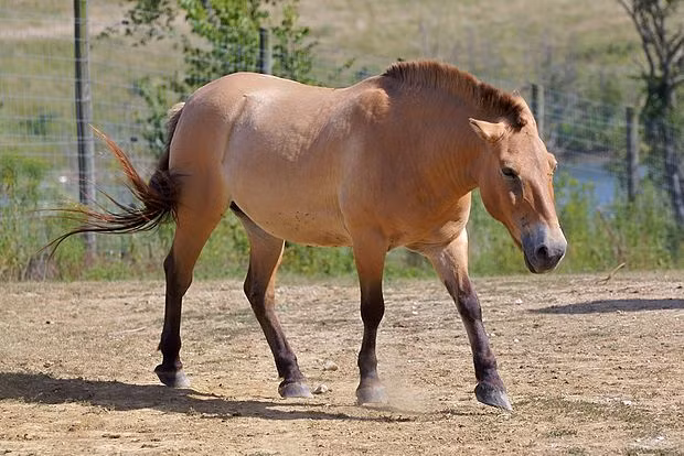 Ngựa hoang Mông Cổ có trọng lượng từ 200kg - 300kg, tốc độ chạy 60km/h. Ảnh: wikimedia.
