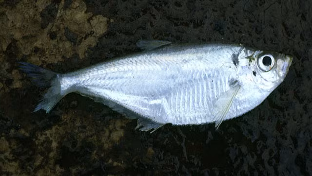 Tại Việt Nam, cá đé có thể khai thác quanh năm nhưng thường tập trung vào tháng 2 - tháng 9. Ảnh: fishbase.