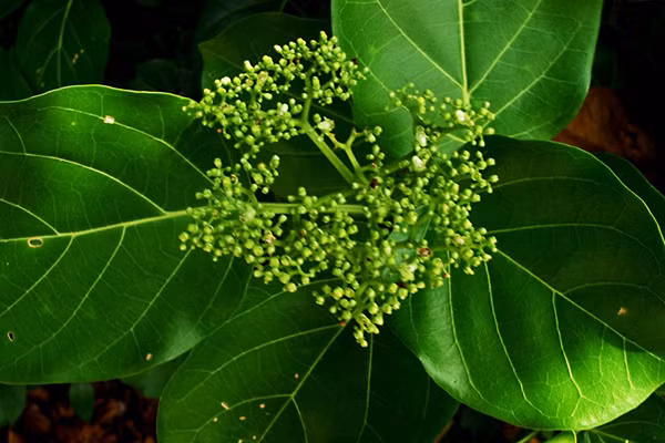  Cây lá gan có tên khoa học là Planto Hepato. Ảnh: blogspot.