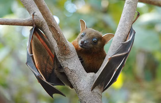  Dơi chó tai ngắn có tên khoa học là Cynopterus brachyotis. Tai ngắn, có viền trắng hoặc xám, chiều dài nhỏ hơn 18mm. Ảnh: wikimedia.
