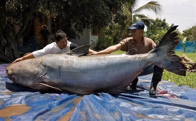  Cá tra dầu có tên khoa học là Pangasianodon gigas. Loài cá nước ngọt này có thể xem là loài cá nước ngọt lớn nhất thế giới được biết đến với chiều dài có thể lên tới 3m và trọng lượng 300kg. Ảnh: thiennhien.