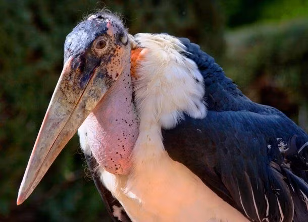  Cò Marabou chủ yếu ăn xác chết. Ảnh: yeupet.