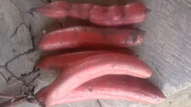 Bòi vịt là cây thân gỗ nhỏ, cao từ 1m - 2m, sống lâu năm, hoa màu vàng, rễ màu đen. Quả và rễ bòi vịt là những bộ phận được dùng làm thuốc. Ảnh: rungvangtaybac.