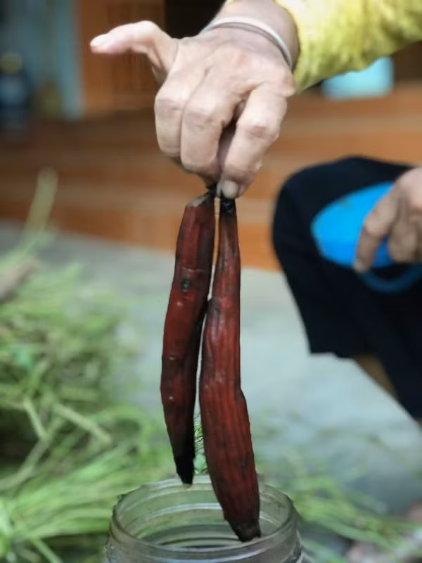 Rễ có thể thu hái quanh năm trong khi quả bòi vịt thường được thu hái vào khoảng thời gian từ tháng 9 đến tháng 10. Ảnh: tuoitredoisong.