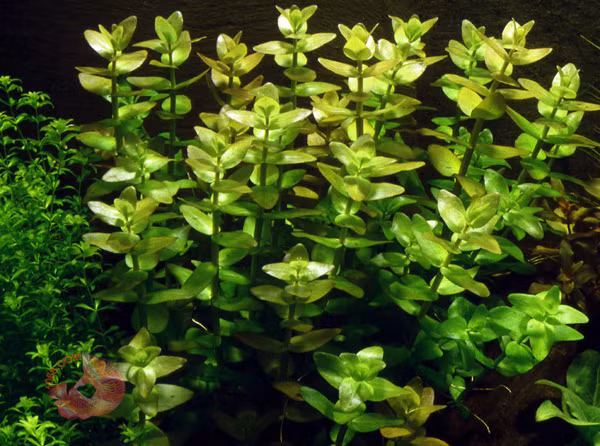 Cây Lệ nhi có cấu trúc thân dài, chiều cao 20-30cm, tán rộng 3-6cm. Loài cây này rất dễ trồng, chỉ cần ngắt 1 phần thân kèm theo lá và cắm thẳng xuống đất thì cây có thể phát triển thành cây mới. Ảnh: carong1068.
