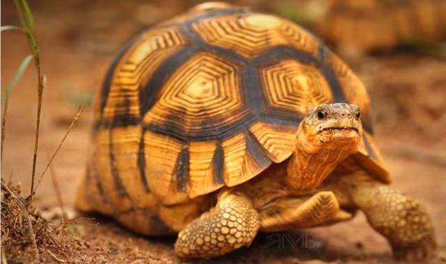 Rùa lưỡi cày là một loài rùa đặc hữu ở Madagascar. Ảnh: wordpress.