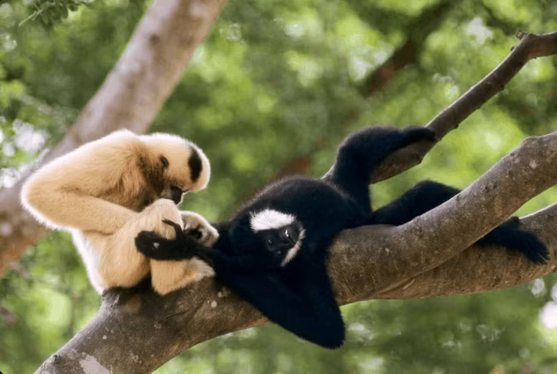Vượn Cao Vít thường cất tiếng hót “cao vít,” “ka huýt”... kéo dài nên dân địa phương thường gọi là vượn Cao Vít hay Ka Huýt. Ảnh: wanderlusttips.