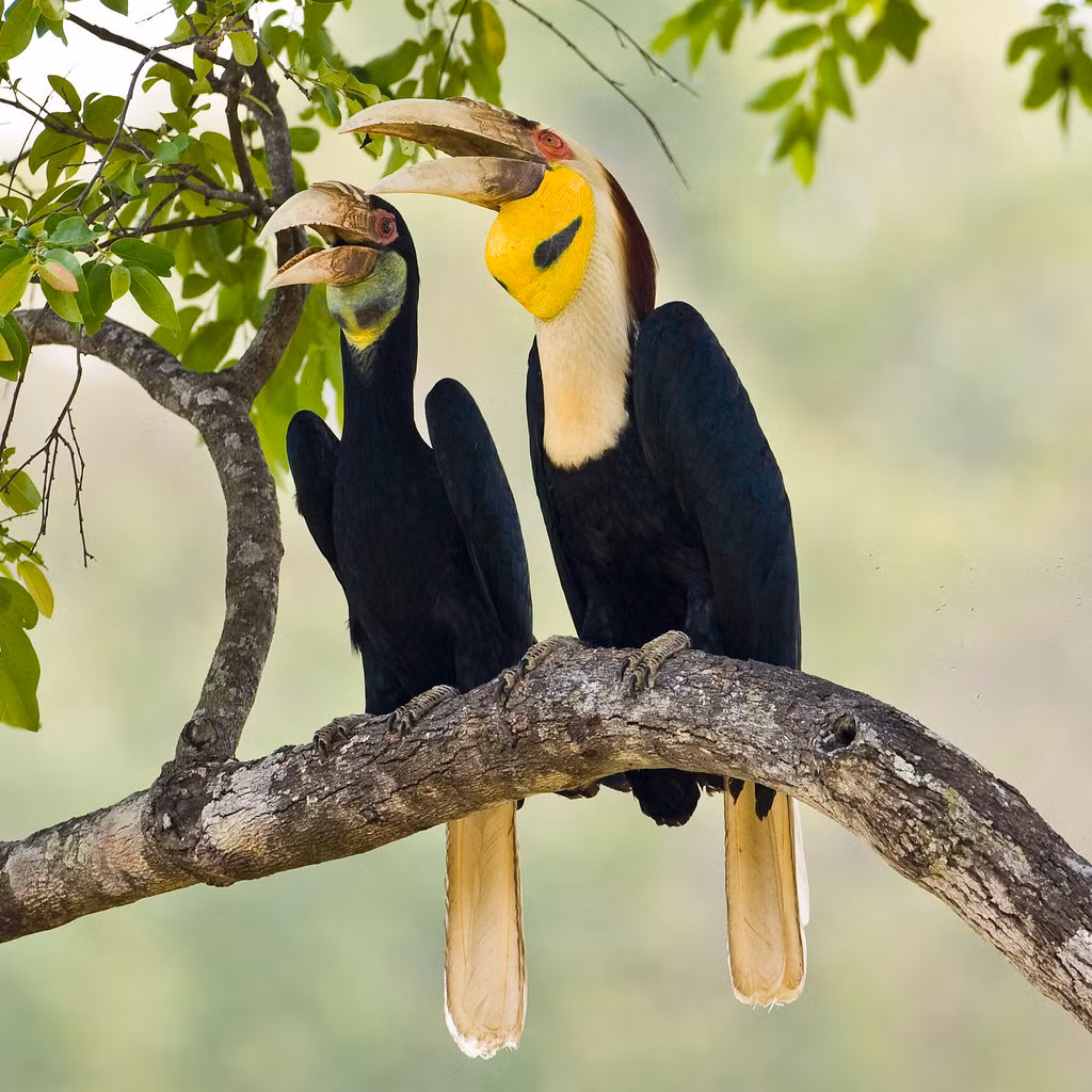 Trên thế giới, niệc mỏ vằn phân bố ở Mianma, Thái Lan, Malaysia, Indonesia, Ấn Độ và Bhutan. Ảnh: staticflickr.