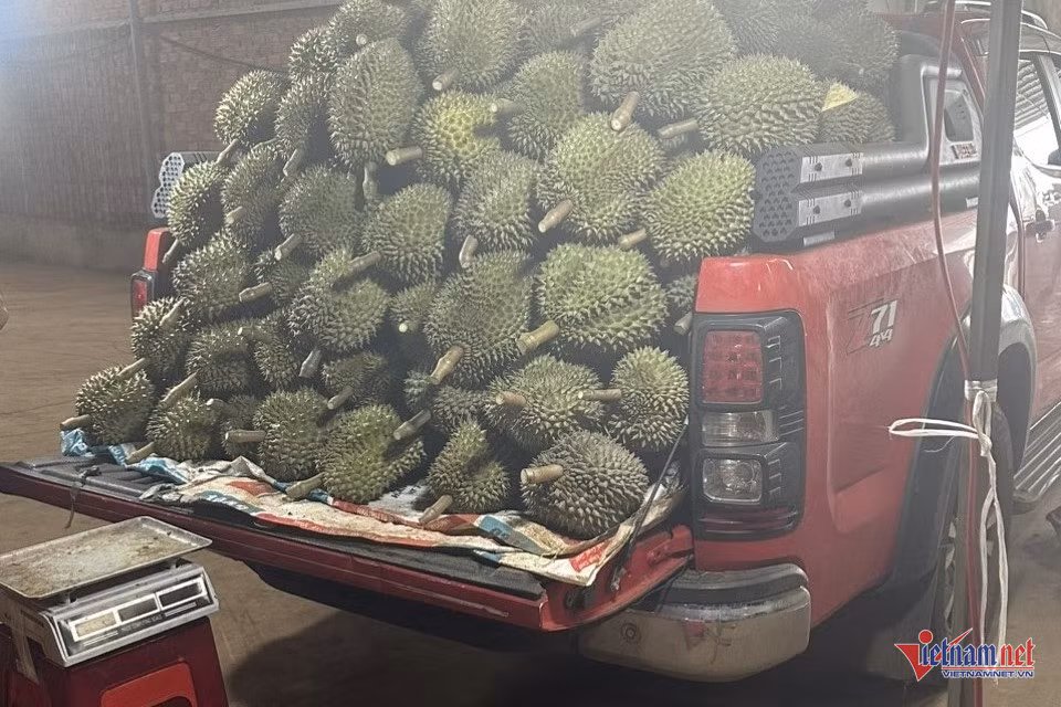 Nhà vườn sắm xe bán tải chở đầy sầu riêng đi tiêu thụ - Hình 4 Nha vuon sam xe ban tai cho day sau rieng di tieu thu-Hinh-4