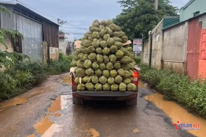 Nhà vườn sắm xe bán tải chở đầy sầu riêng đi tiêu thụ - Hình 3 Nha vuon sam xe ban tai cho day sau rieng di tieu thu-Hinh-3