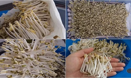 Bí kíp làm giá đỗ không cần tưới nước đủ ăn cho cả tuần Bi kip lam gia do khong can tuoi nuoc du an cho ca tuan