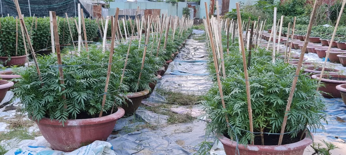 Vạn thọ, loài hoa truyền thống được nhiều người chọn mua vào dịp Tết, nên không thể vắng mặt tại các nhà vườn.