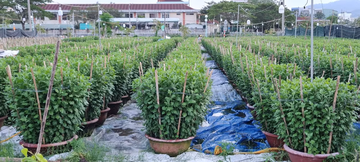 Đây là loại hoa phổ biến nhất ở Đà Nẵng và các tỉnh miền Trung vào dịp Tết Nguyên đán,