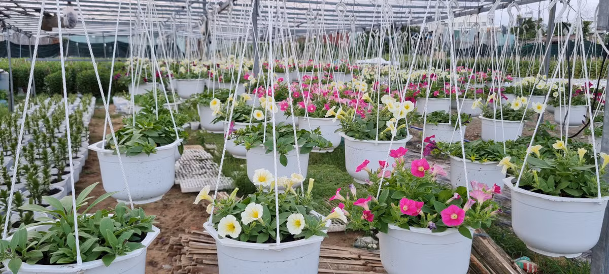 Do nhu cầu của khách đối với loại hoa này không chỉ vào dịp Tết nên nhà vườn vừa trồng vừa bán quanh năm.