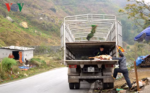 Trau Sa Pa chet hang loat vi ret-Hinh-8
