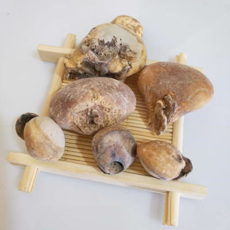 Đặc biệt, quả tu nguyên cũng được dùng để chống ung thư và tăng cường khả năng miễn dịch.