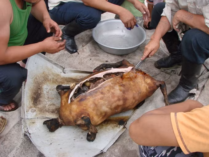 Kế tiếp người nấu cần đốt lửa lớn để thui hết bộ lông bên ngoài, cạo sạch lớp da. Khâu kín con vật bằng một sợi dây kim loại đảm bảo vệ sinh và đủ mềm.