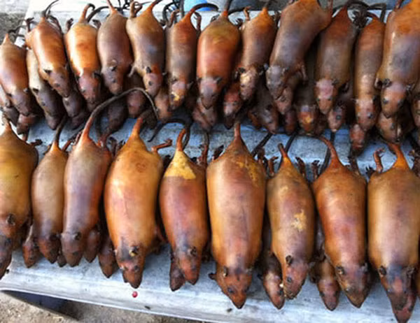 Nếu như đa số người dân vùng khác sợ hãi khi nhìn thấy chuột, không bao giờ dám nghĩ đến chuyện ăn thịt chuột thì tại La Chí, Hà Giang, người dân nơi đây coi thịt chuột là loại thực phẩm thường xuyên, ăn hằng ngày, chế biến thành rất nhiều món như thịt chuột xào, chuột nướng, chuột treo gác bếp.