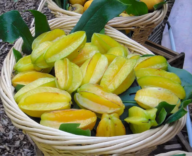 Thế nhưng, đối với những bệnh nhân suy giảm chức năng thận, việc khó đào thải chất độc trong khế, dẫn đến màng đáy mao mạch cầu thận bị tổn thương, quá trình chân của tế bào biểu mô bị tổn thương, từ đó dẫn đến tiểu ra máu và một loạt các bất thường khác.