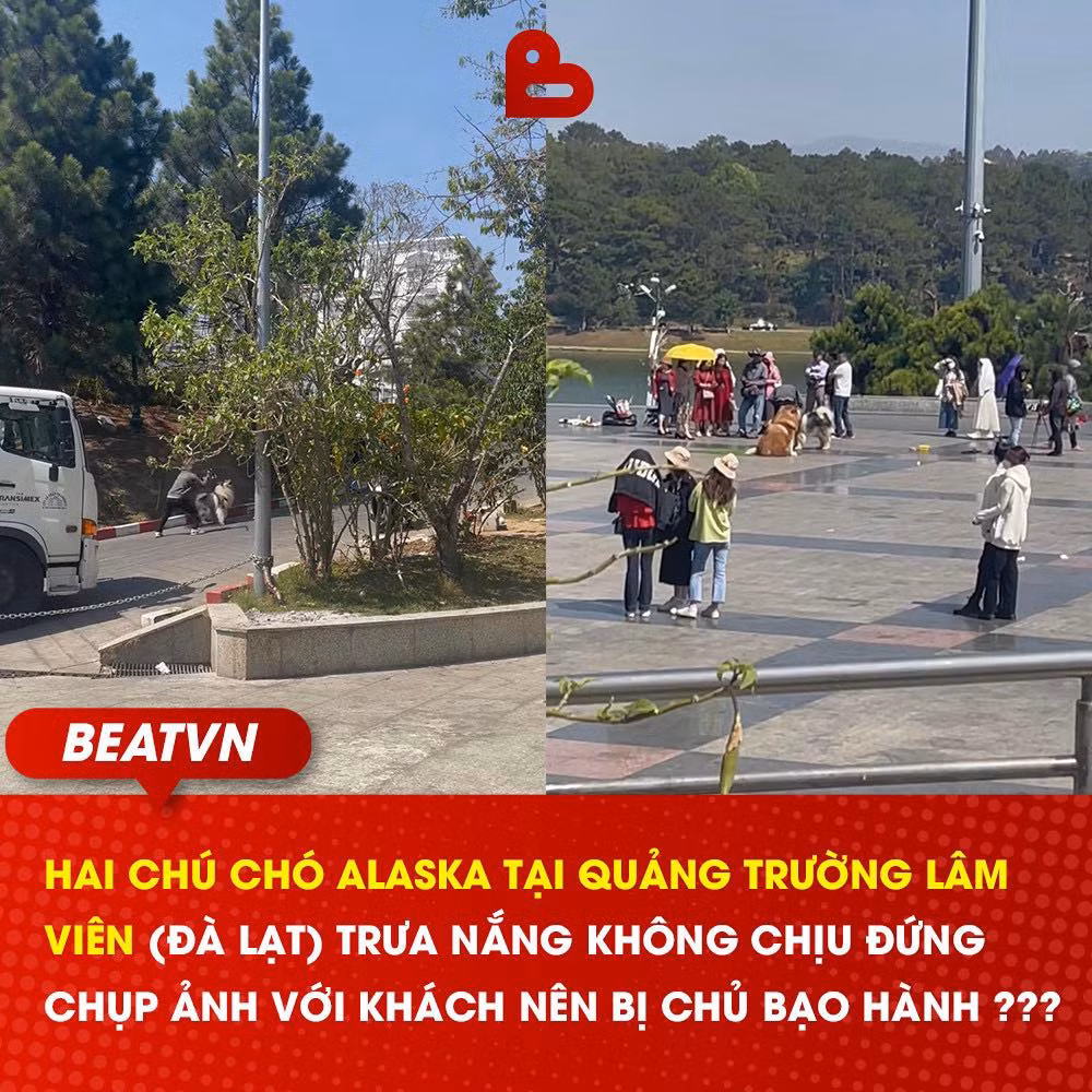 Mới đây, một đoạn clip ghi lại hình ảnh 2 chú chó Alaska ở Đà Lạt bị chủ dùng gậy sắt tấn công mạnh vào phần chân của một chú chó được cộng đồng mạng lan truyền trên khắp các diễn đàn.