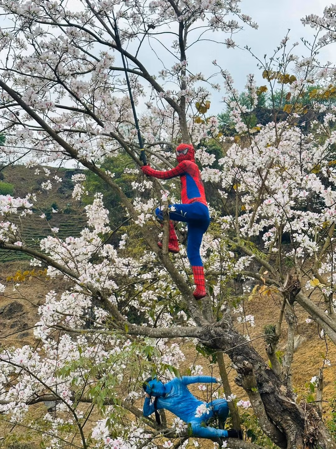 Để check-in hoa ban Điện Biên có phần độc đáo, mới đây nhiều bạn trẻ hóa thành Spider Man và Spider Man vô cùng hài hước. Ảnh: Nguyen Huy Hoang
