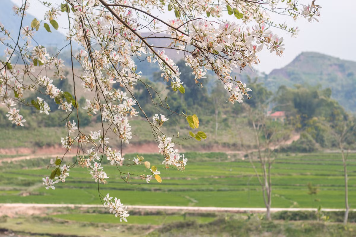 Sở hữu vẻ đẹp mộc mạc, tinh khôi hoa ban được xem như biểu trưng cho con người Điện Biên nói riêng và nhân dân Tây Bắc nói chung. Ảnh: Yến Lee