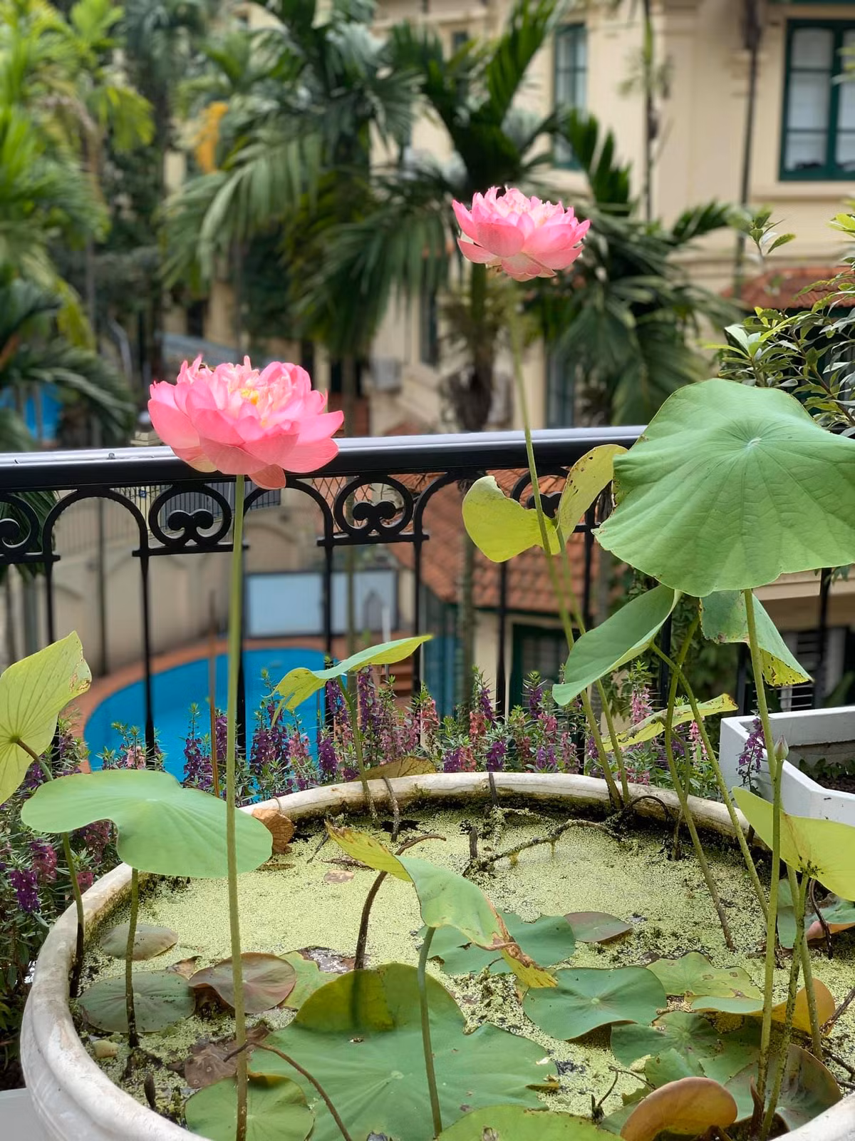 Dù chọn cuộc sống khép kín, không ồn ào nhưng qua loạt ảnh đời thường có thể thấy Nguyễn Thị Huyền đang tận hưởng cuộc sống sung túc trong căn biệt thự có diện tích không hề nhỏ ở Hà Nội.