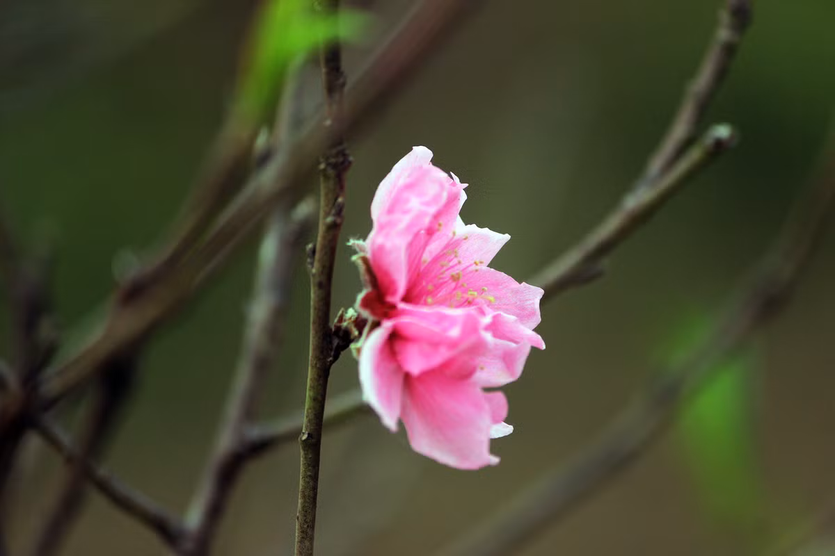 Hoa đào khoe sắc rực rỡ.