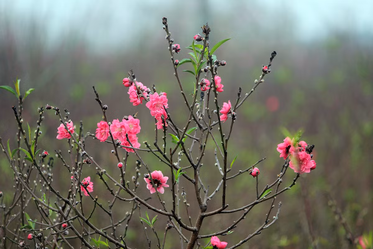 Thậm chí có cây đào, hoa đã bung nở hết khắp cành.