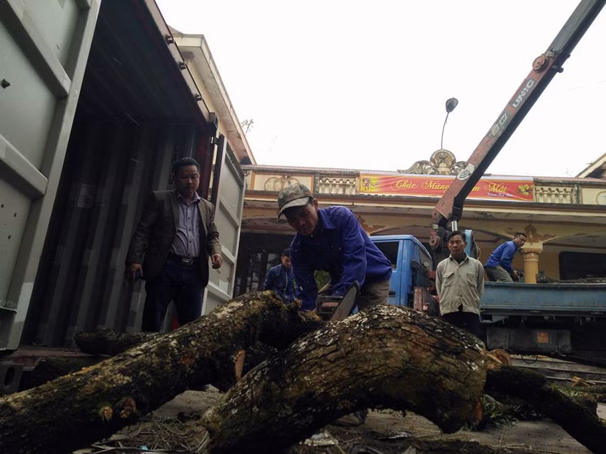 Những cành sưa được cắt thành từng đoạn trước khi cho vào thùng container.